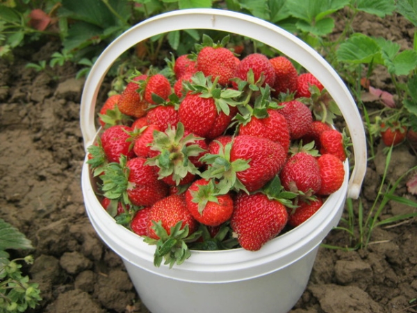  The variety belongs to the dessert, the fruit is fleshy, very sweet and juicy