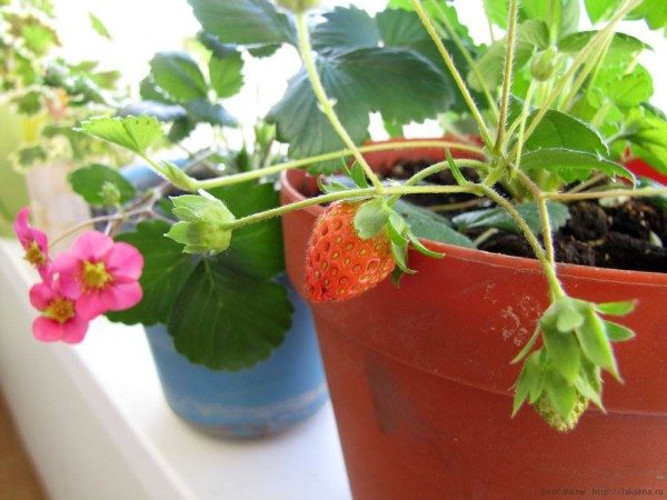  Home-grown strawberry bushes need to be slightly shaved from the hot sun.