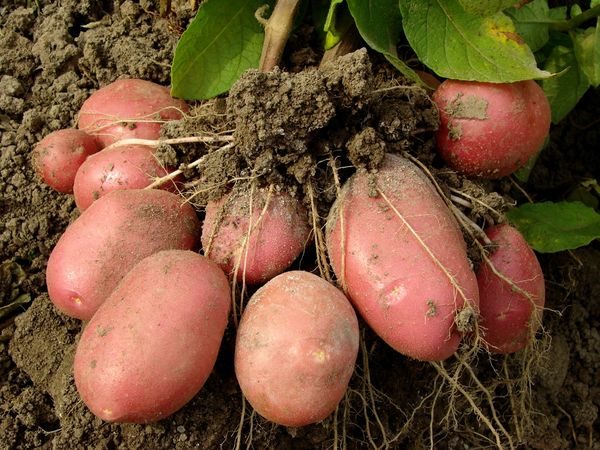  ROOT cartof