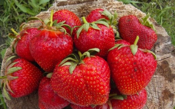  Strawberry Cardinal Closeup