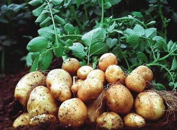  Patate Colombo