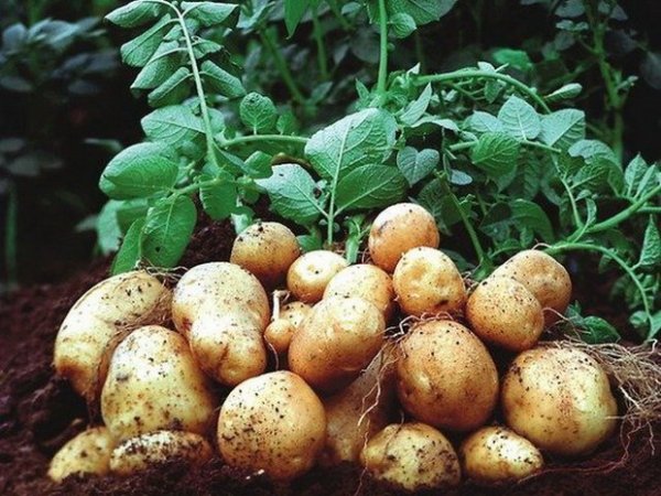  Patate Colombo