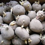  Tubercul potrivit pentru cultivare