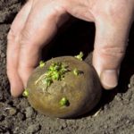  I tuberi diventano verdi