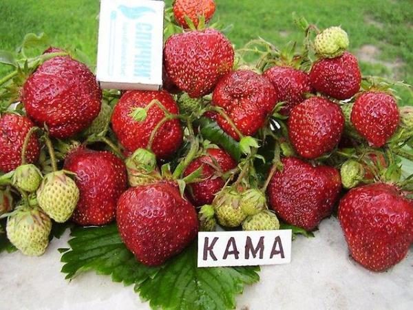  Strawberry Kama tollera perfettamente il calore