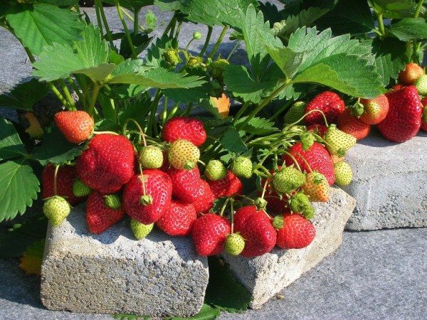  Strawberry variety Queen Elizabeth