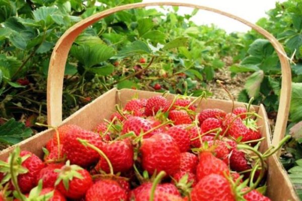  Gathering Elsanta strawberries