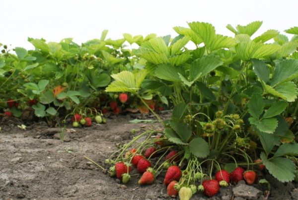  Strawberries in the garden