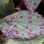  Strawberries hit by brown spot