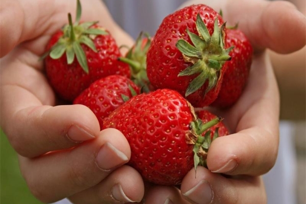  Advantages of the Symphony: high yield, long-term fruits suitable for transportation