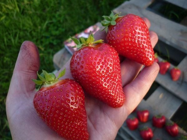  Strawberry Alba