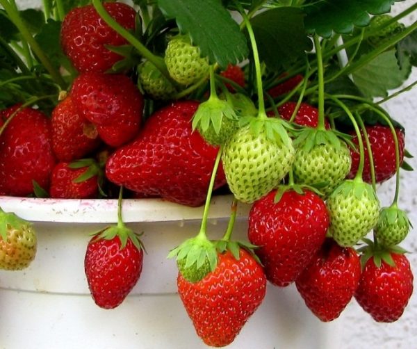  Strawberry variety Homemade delicacy