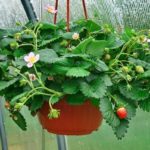  Strawberries in a hanging pot