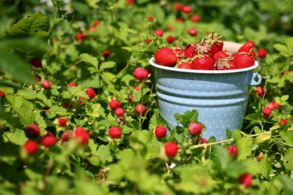  How to get a good harvest of strawberries: tips and tricks