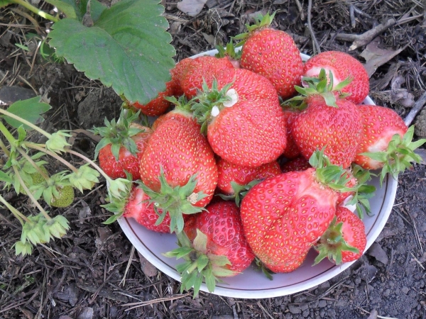  With proper care and feeding you can get 400-700 grams from a bush
