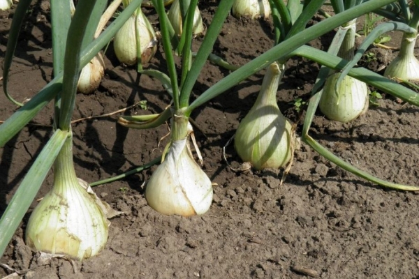  Cura adeguata delle cipolline piantate prima dell'inverno