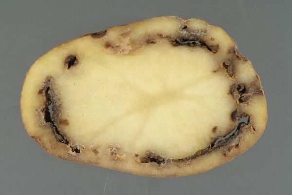  Rotazione dell'anello