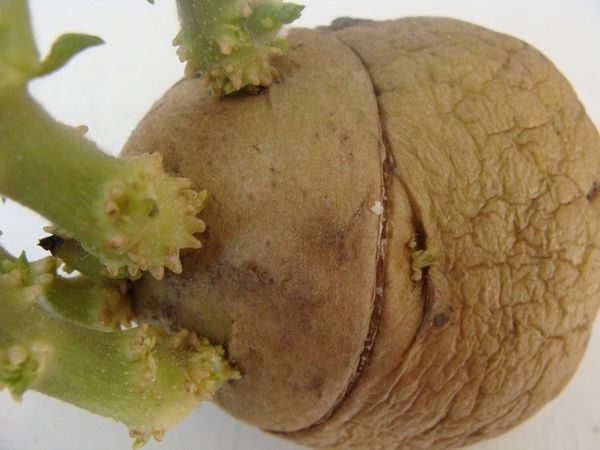  Anello di patate tagliato