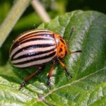  Dorifora della patata - il più pericoloso parassita delle patate