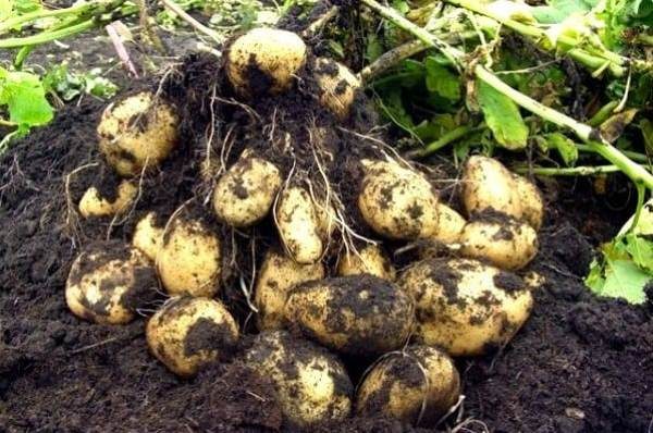  Radici di patate di Impala da un cespuglio