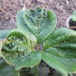  Strawberry bush struck by strawberry mite