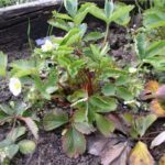  Strawberry bush struck by a nematode