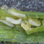  Lechinki onion flies