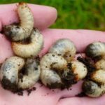  Bear larvae