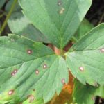  White spotted leaves
