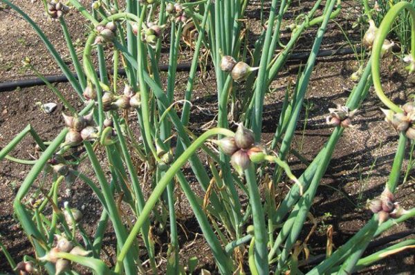  Multi-tiered onions