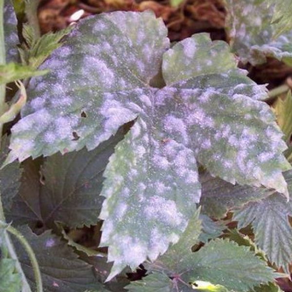 Mealy dew