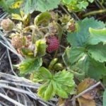  Strawberry mite is very harmful to strawberries.