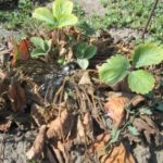  Strawberry mite is very harmful to strawberries.