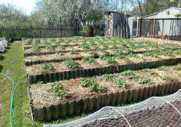  Grădină de legume