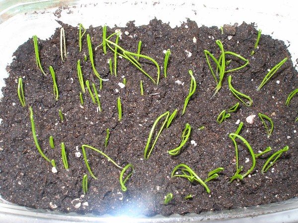 Germinated onion seeds