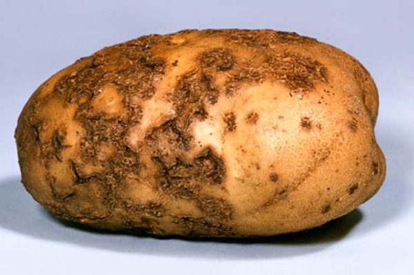  Scabie comună