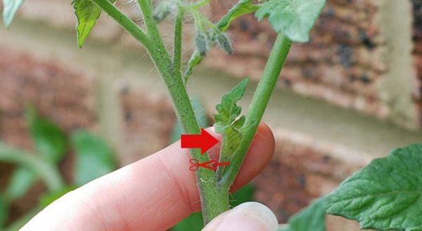 Você pode fazer um excelente fertilizante nitrogenado a partir de enteados remotos de um arbusto de tomate