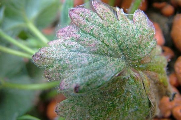  Spider mite