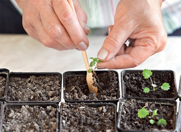  The variety can be propagated with a mustache, dividing a bush, sowing seeds and further planting seedlings