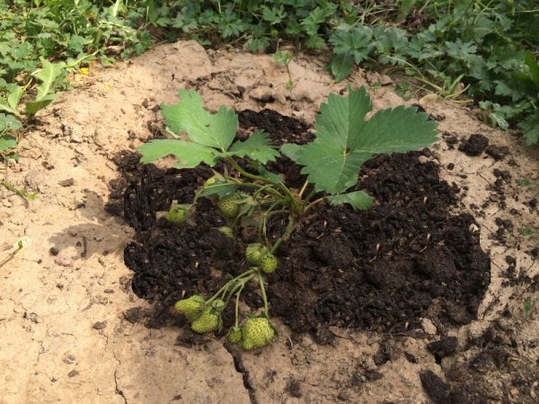  Feeding strawberries with humus