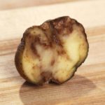  Ciuffo colpito con tubero di patata