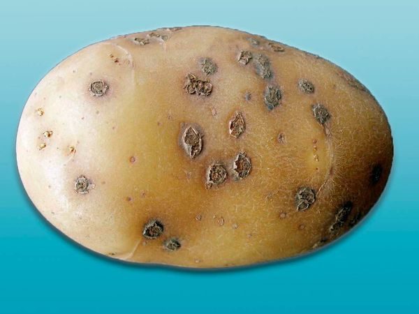  Scabă pudră