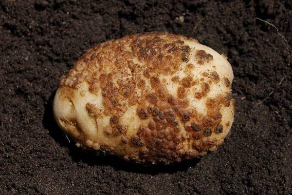  Crosta polverosa