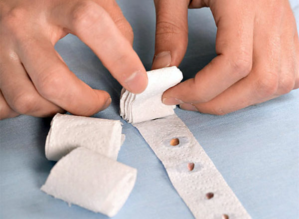  Sowing onion seeds on paper