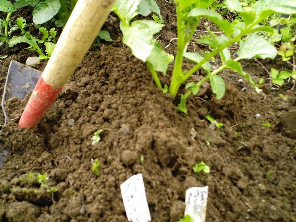  Le patate di Tuleyevsky hanno bisogno di spud almeno tre volte