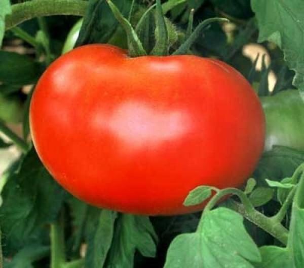  Variedade tardia de tomate Volgogrado 5/95