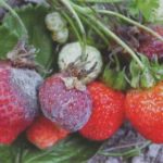  When ripe, strawberries may be affected by gray mold.