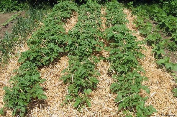  Exemplo de Palha Mulching