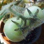  Sinal, aranha, ácaros, tomates