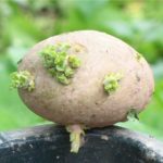  Patate germogliate